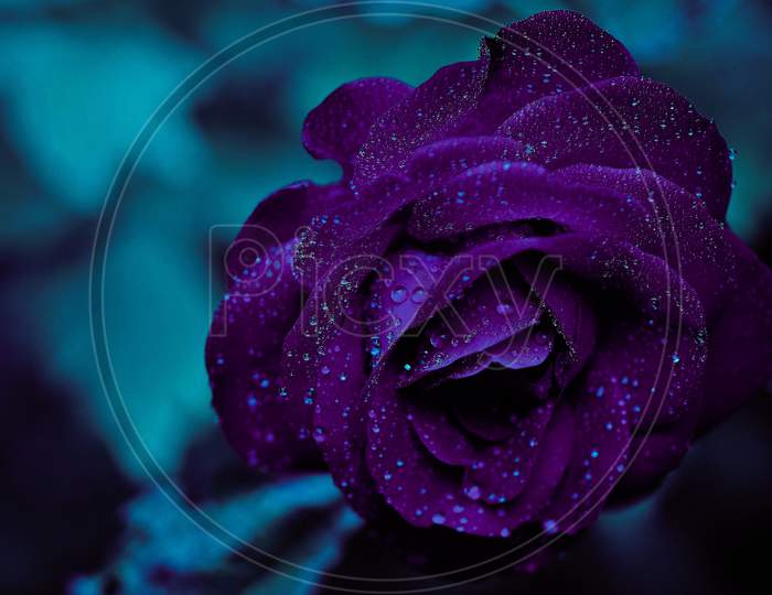Blue Rose Very Beautiful Flower