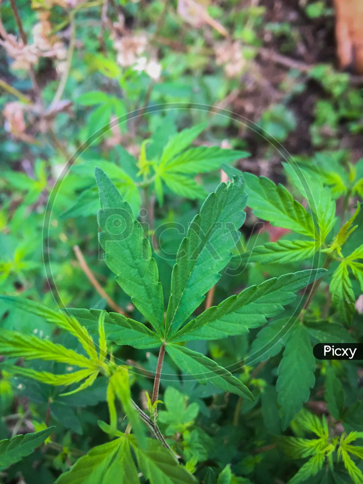 Nainital/India - May 8, 2020: green weed plant on a nainital forest