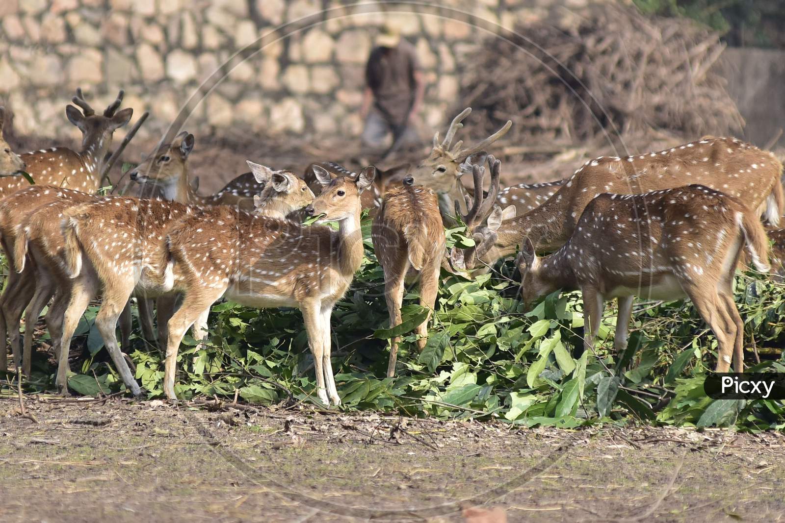 Deers  At  Assam State Zoo ,Guwahati