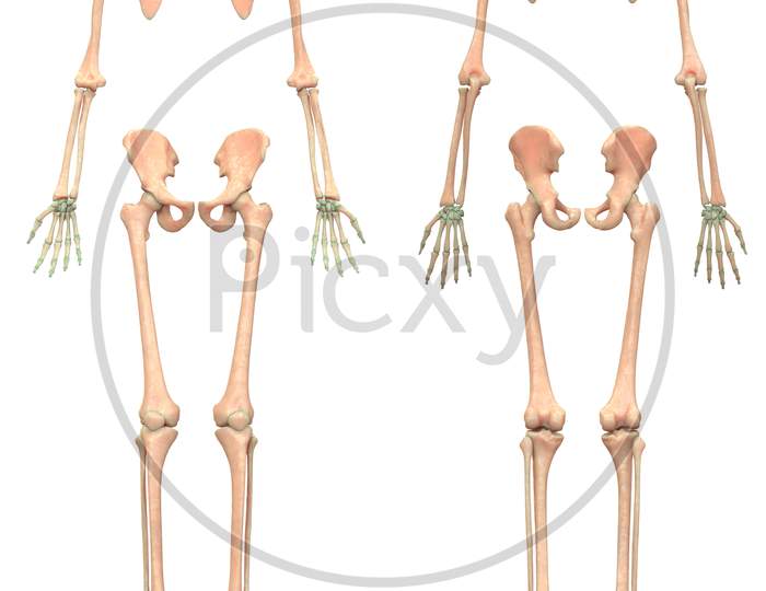 Human Skeleton System Appendicular Skeleton Anatomy