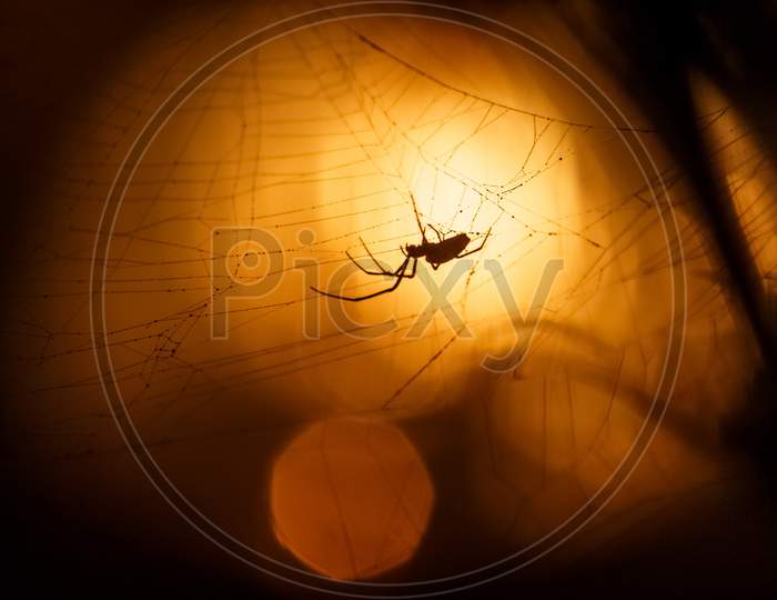Spider Silhouette. The Long Leg Spider Silhouette Isolated On Sunrise Background.