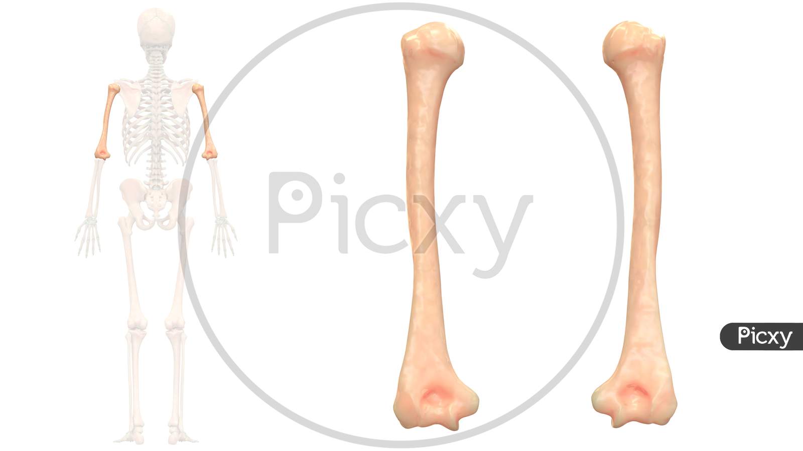 Human Skeleton System Humerus Bone Joints Anatomy Posterior View