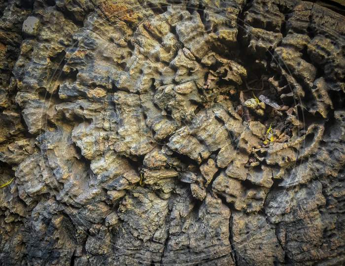 India - May 8, 2020: closeup of a tree wood, its look so creative, tree bark texture