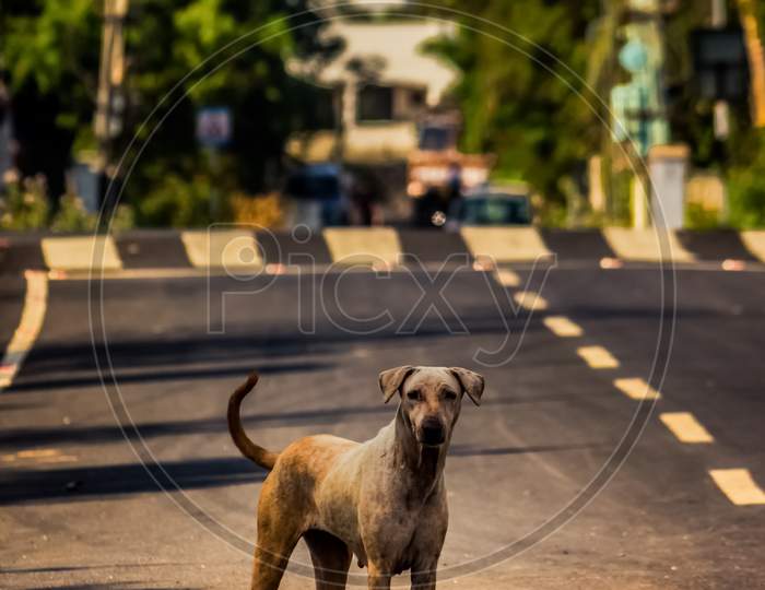Adult Street Dog Sitting In The Middle Of Busy City Street. Stray Dog On Center Of The Street Isolated Street Road Background.