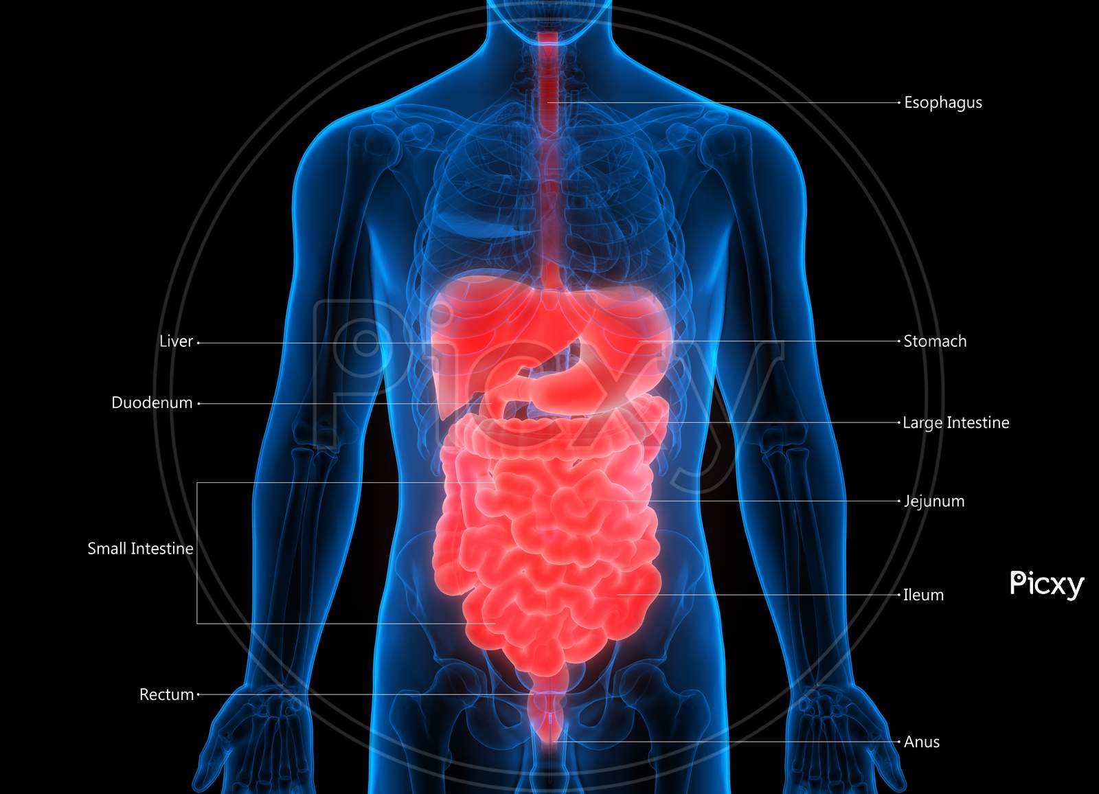 Picture Of Human Digestive System Without Labels ~ news word