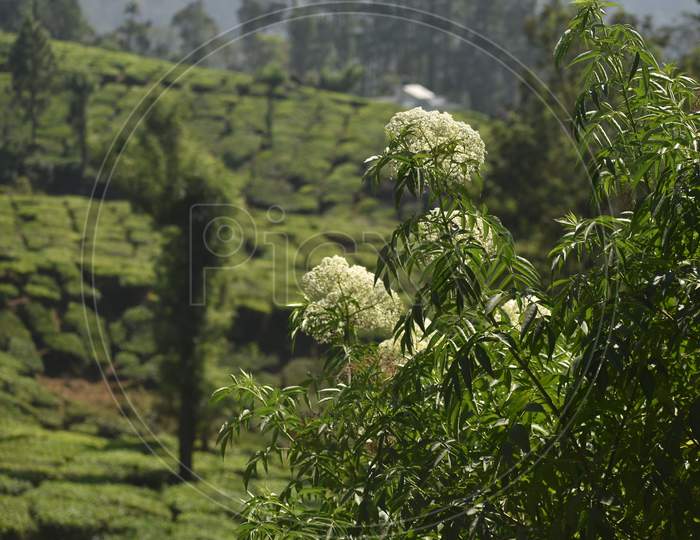 Green plant and tea gardens landscape