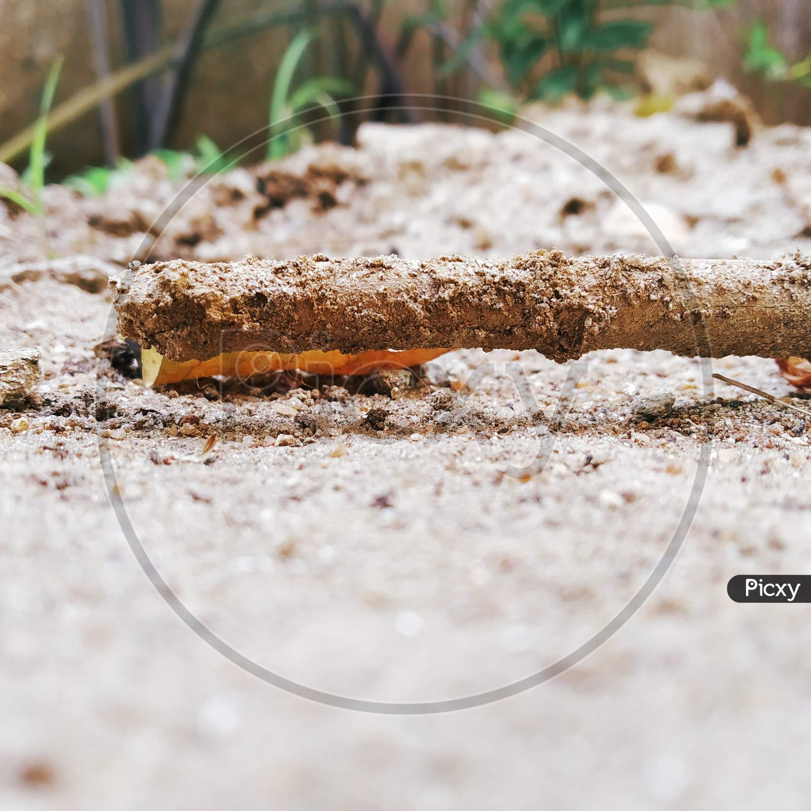 The beautiful pic of wooden stick lying  on the ground which fully  coverd by  mud