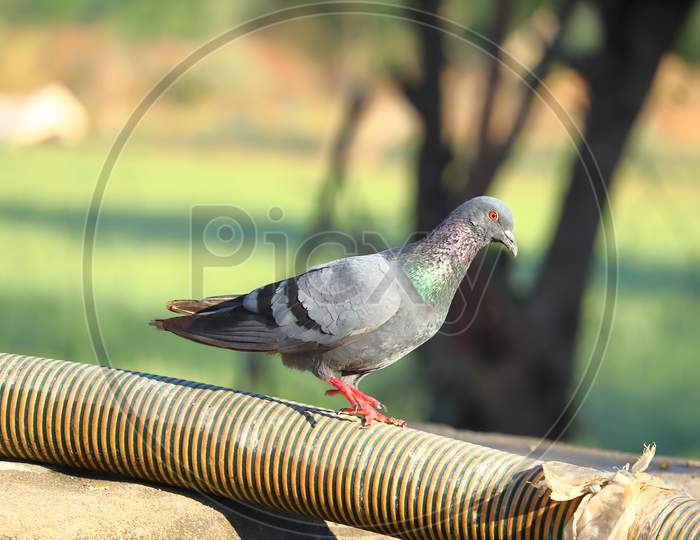 walks pigeon on water pipe