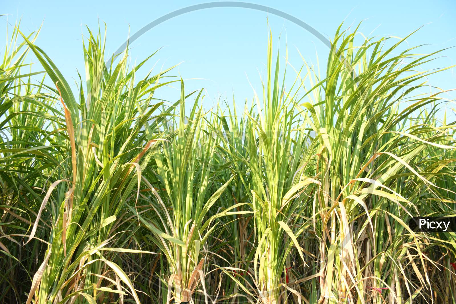 Sugarcane Farm of Gujarat, India, agriculture, Sugarcane farming