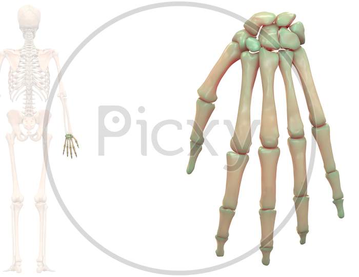 Human Skeleton System Palm Hand Bone Joints Anatomy Posterior View