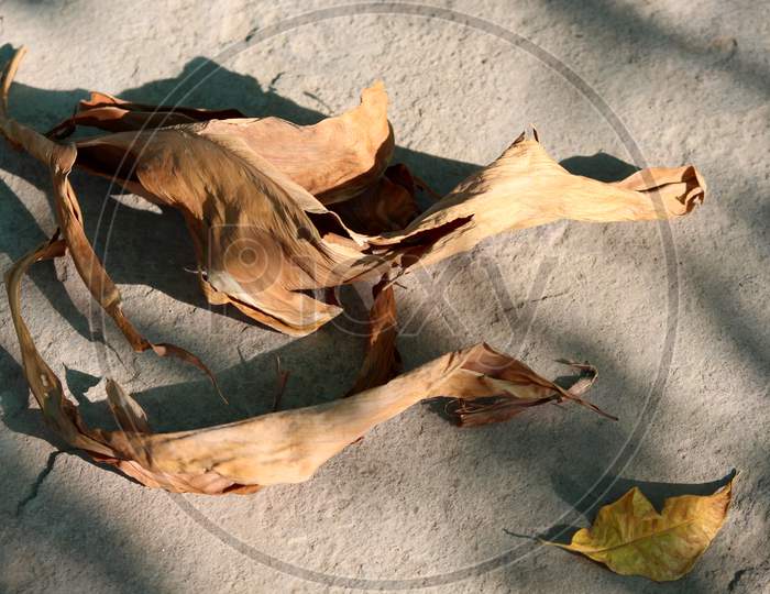 summer season effect on leaves, dry leaf falling with dust on road.