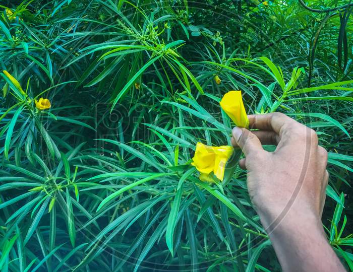 Nainital/India - May 8, 2020: boy break a yellow follower in a nainital forest, with green background, Nainital Tourism