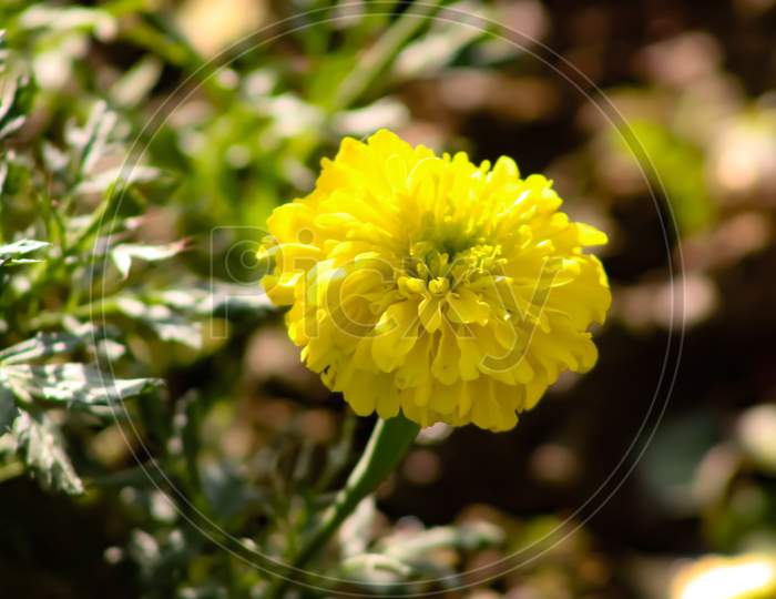 A decent yellow flower