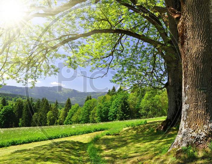 Scenic beauty, nature, Tree