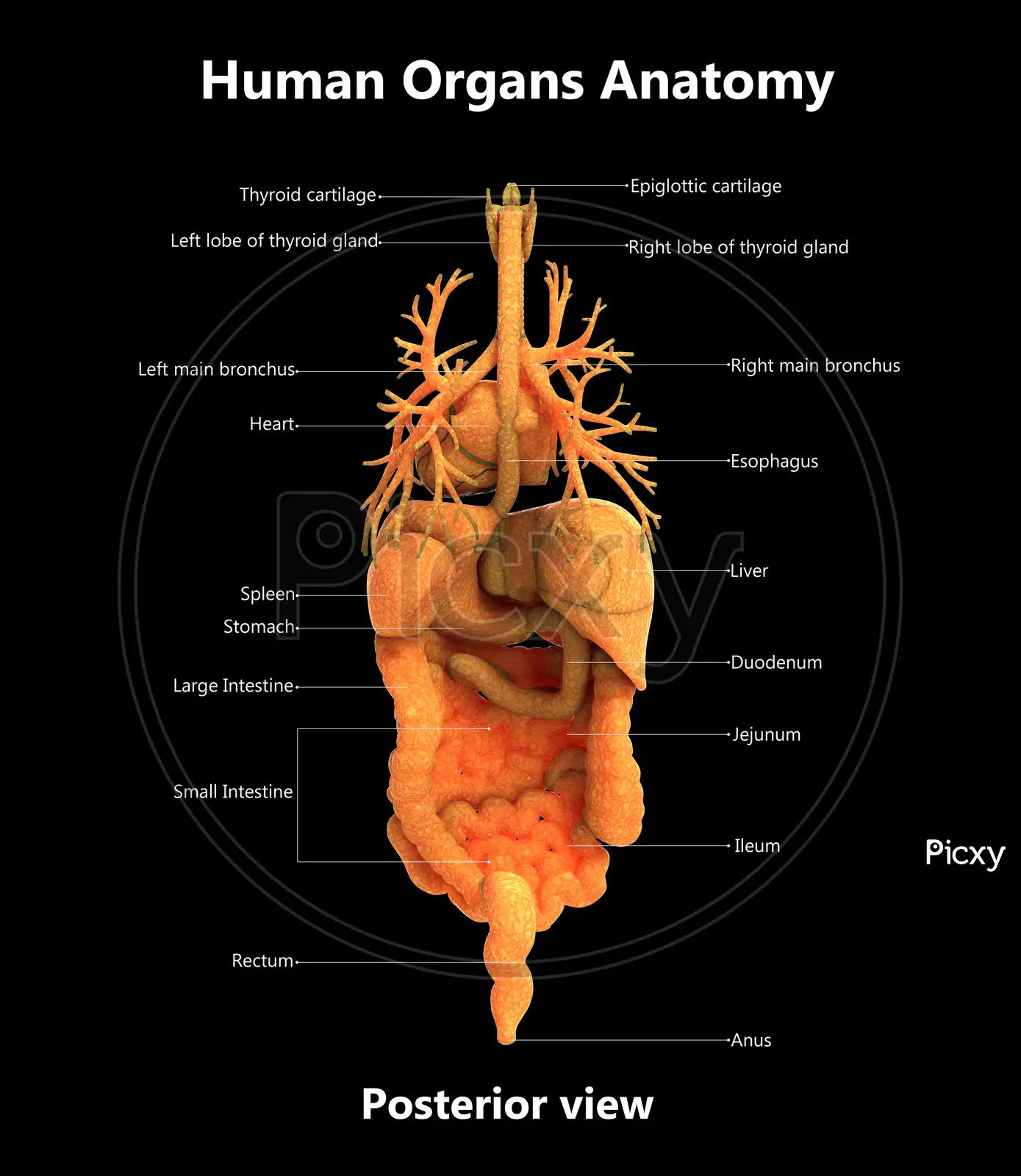 internal organs diagram back view