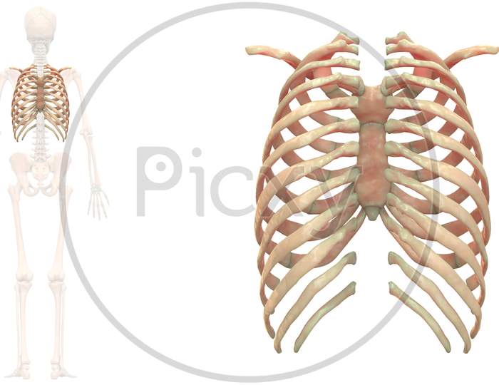 Human Skeleton System Rib Cage Bone Joints Anatomy Posterior View