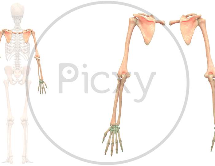 Human Skeleton System Upper Limbs Bone Joints Anatomy Posterior View