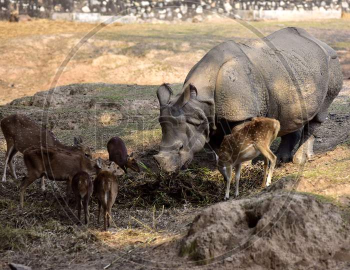 A One Horn  Rhino pictured with deers At  Assam State Zoo ,Guwahati