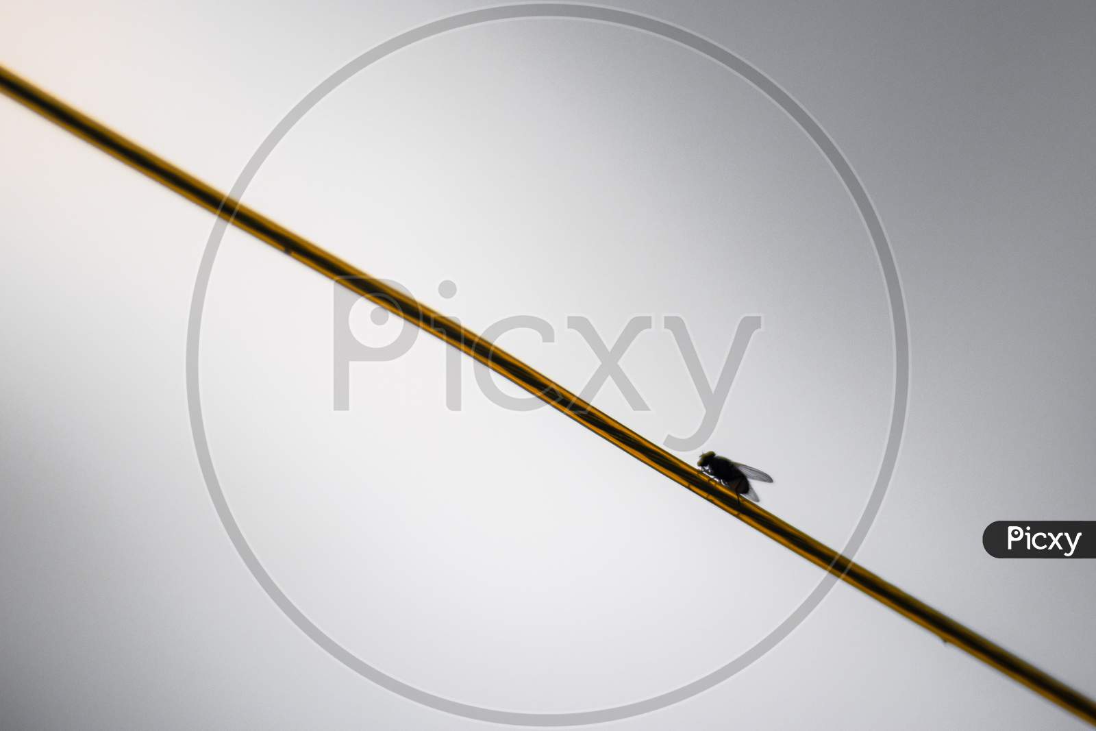 A house fly in a string