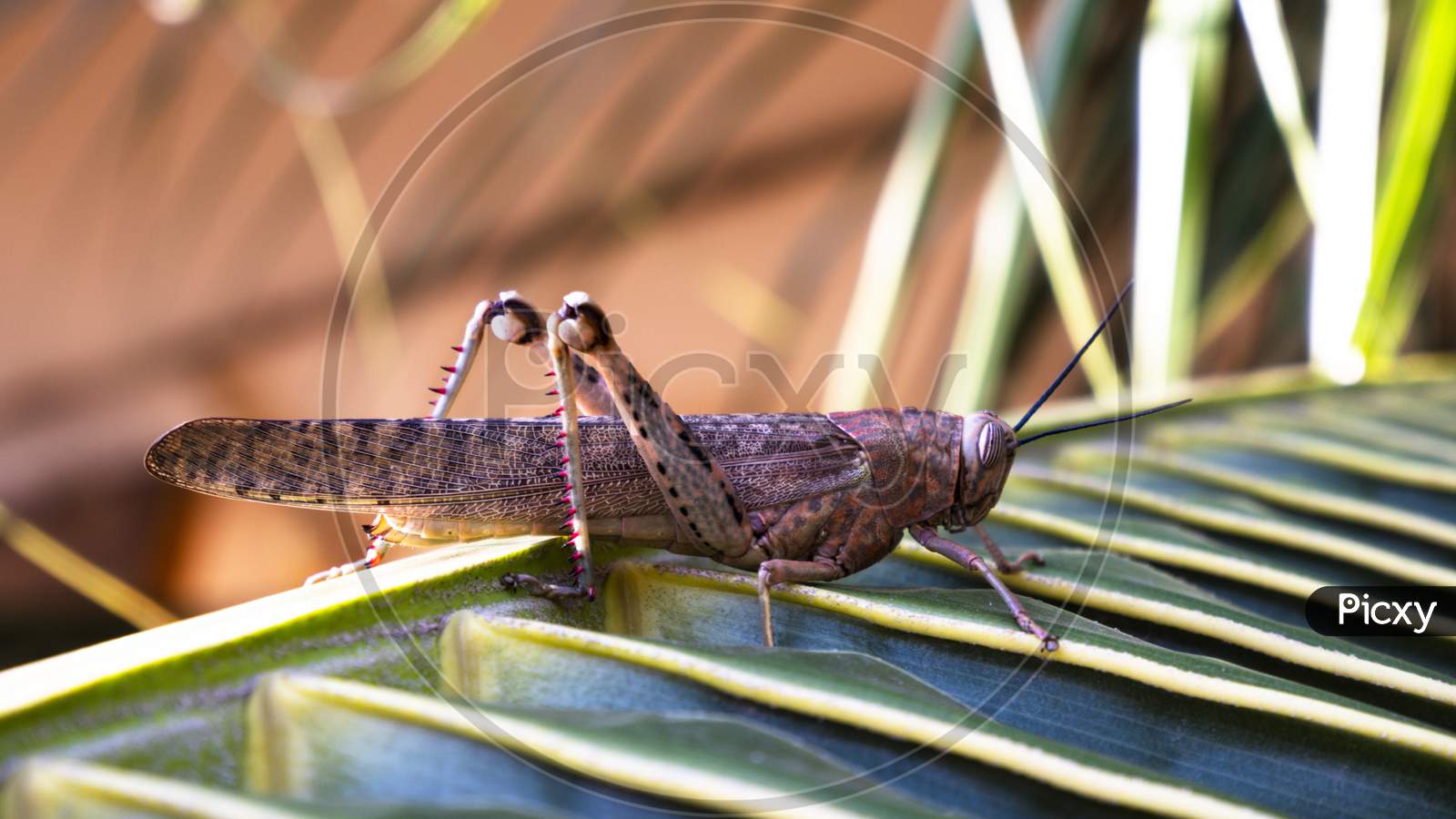 grasshopper isolated on palm leaves