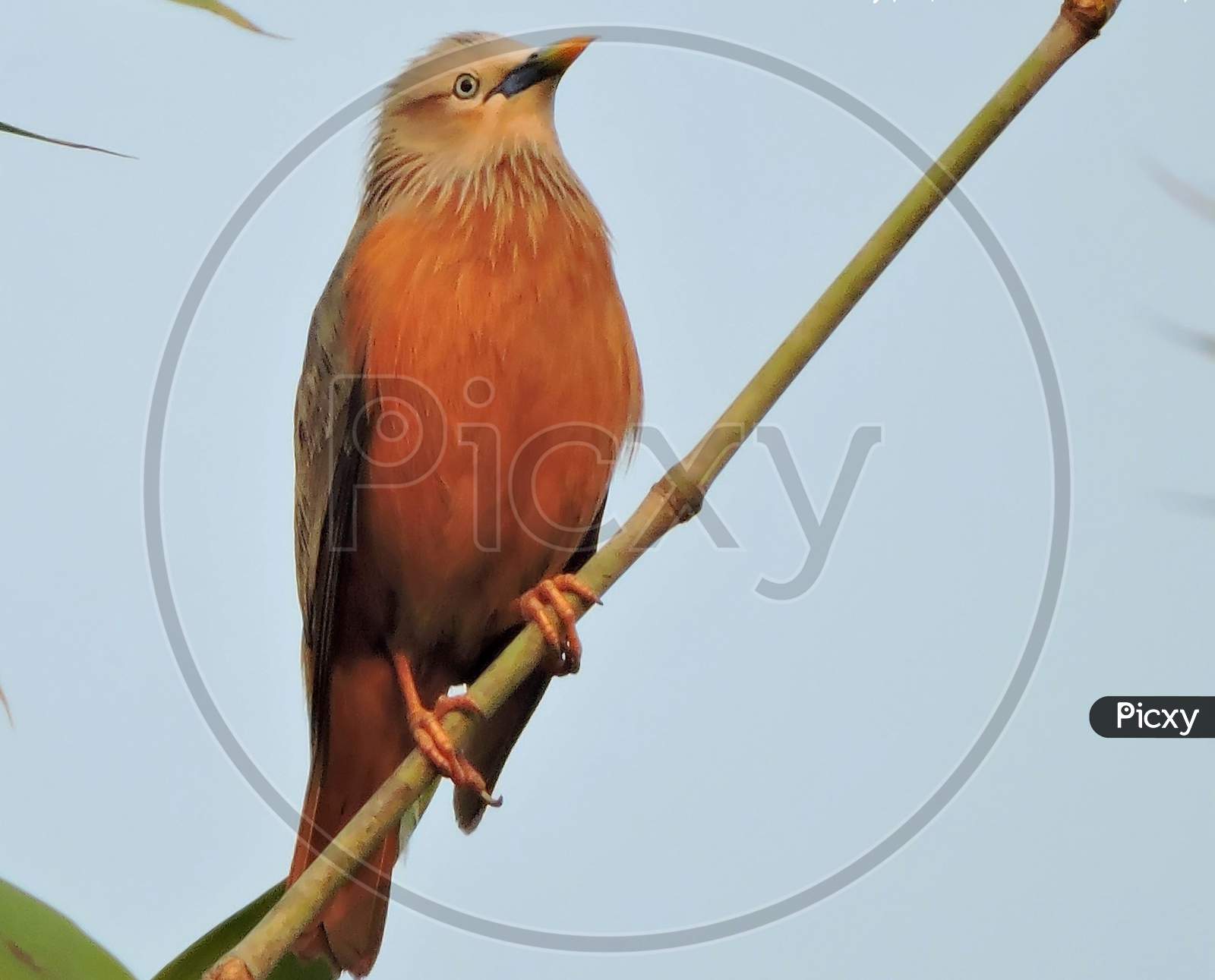 Grey headed myna or Chestnut tailed starling