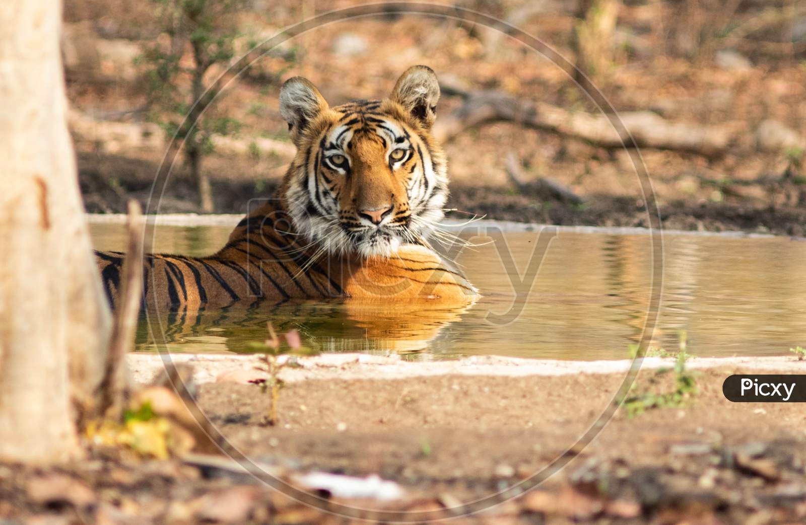 A tigress sitting and relaxing in an artificial pond