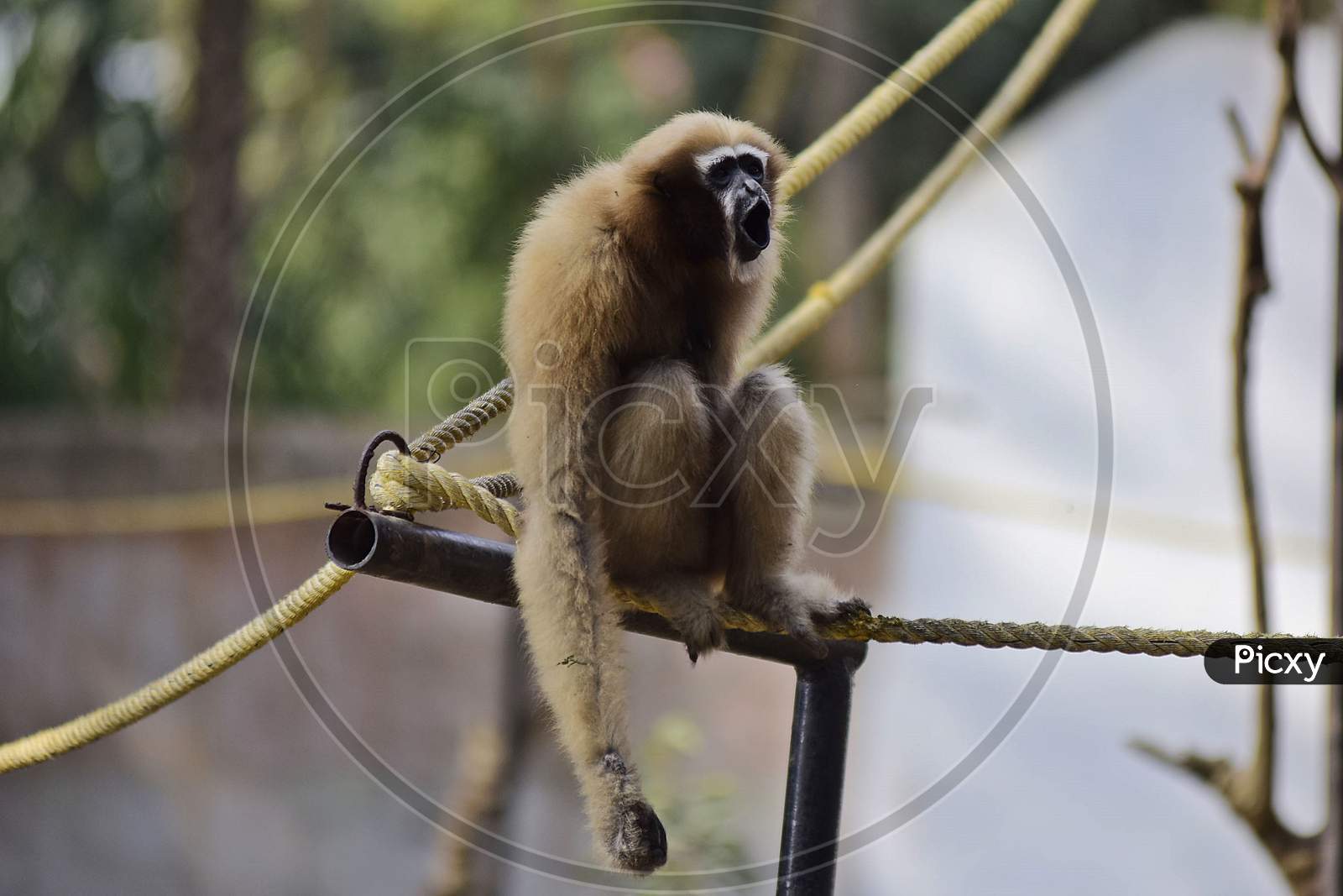 Hoolock Gibbon pictured inside The Enclosure At The Assam State Zoo Cum Botanical Garden In Guwahati