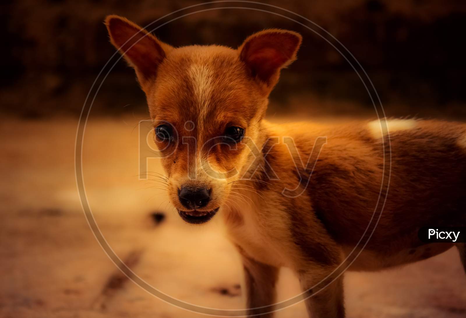Portrait Of Street Dog Puppy Isolated On Evening Dark Sky Color Background. Stray Dog Puppy