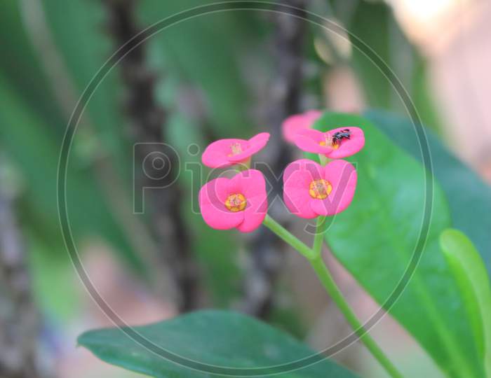 PINK FLOWERS WITH LONG LEAF
