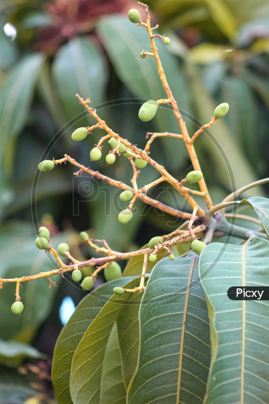 Mango tree fruit