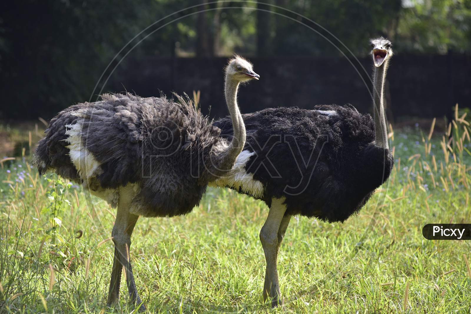 A Pair Of Ostrich  At  Assam State Zoo ,Guwahati
