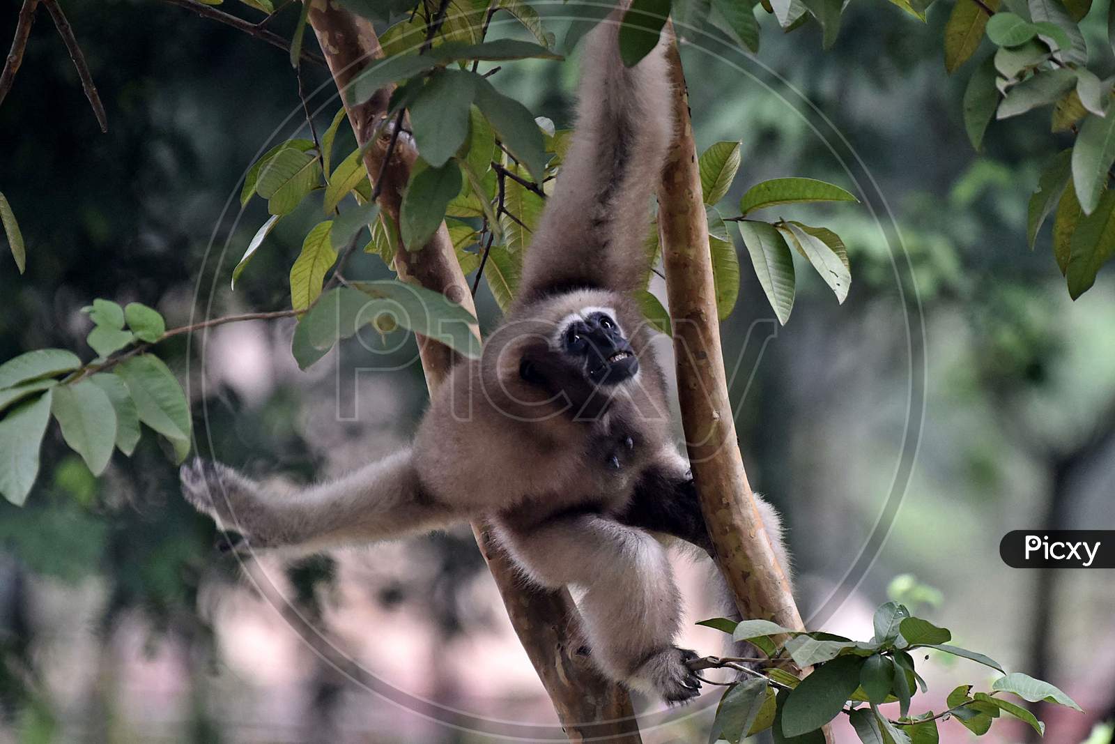 Hoolock Gibbon pictured inside The Enclosure At The Assam State Zoo Cum Botanical Garden In Guwahati
