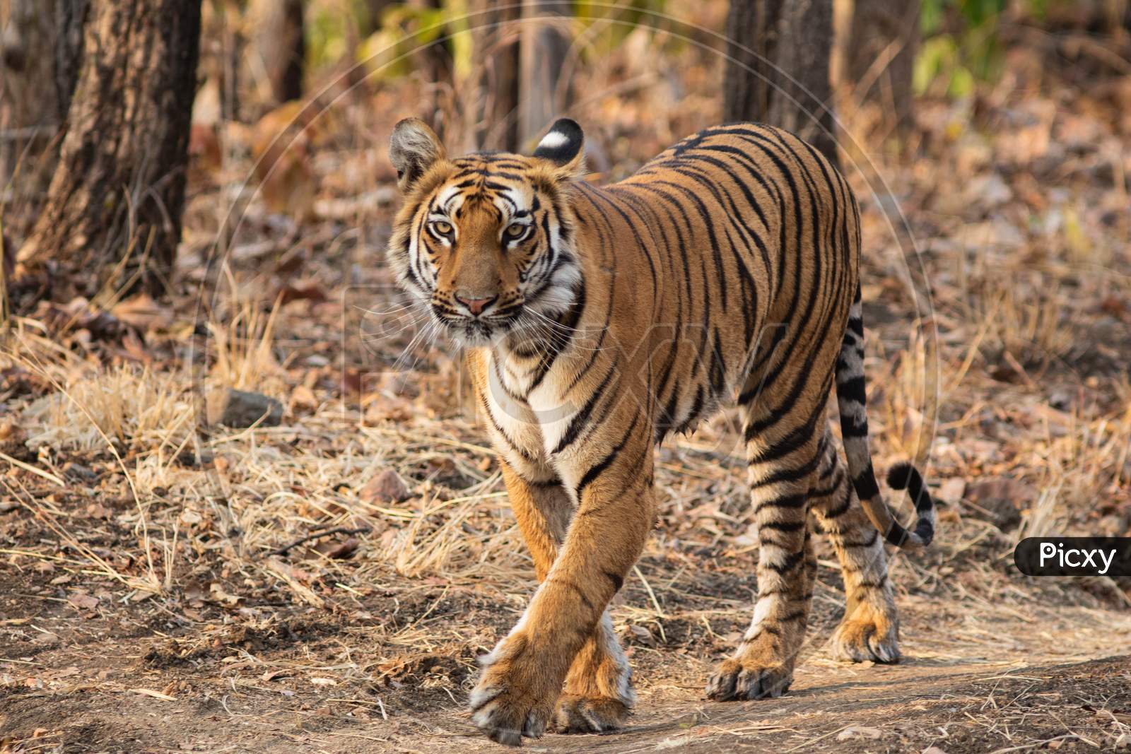 A Tiger Walking Head On Towards The Camera On A Road Having Bold Eyes