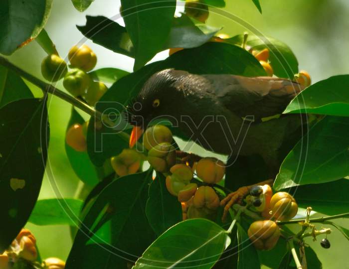 jungle mayna bird