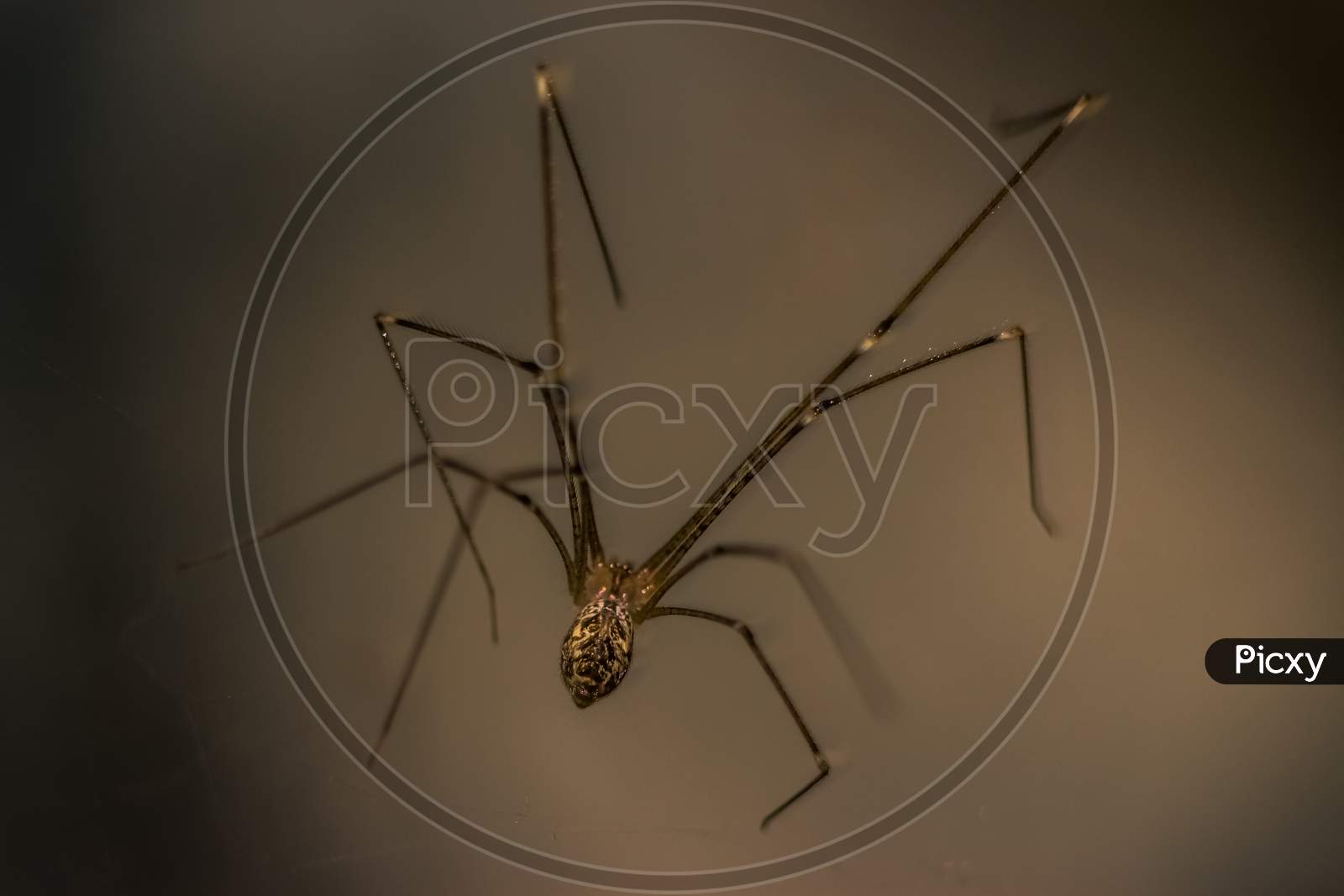 Long Leg Spider Silhouette Isolated On Dark Background.