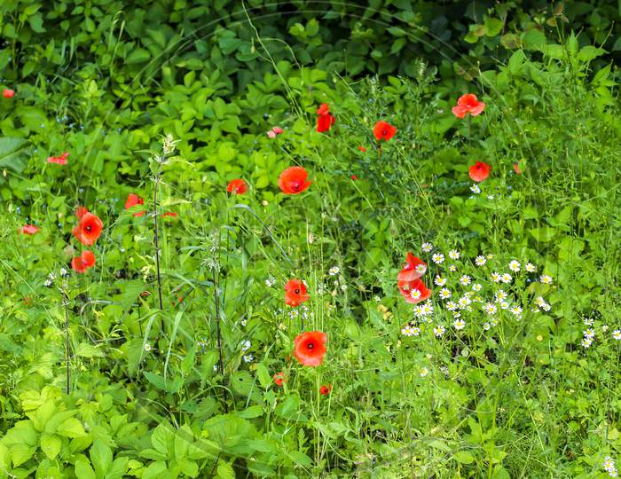 Beautiful red poppy flowers in the sun found in a green garden