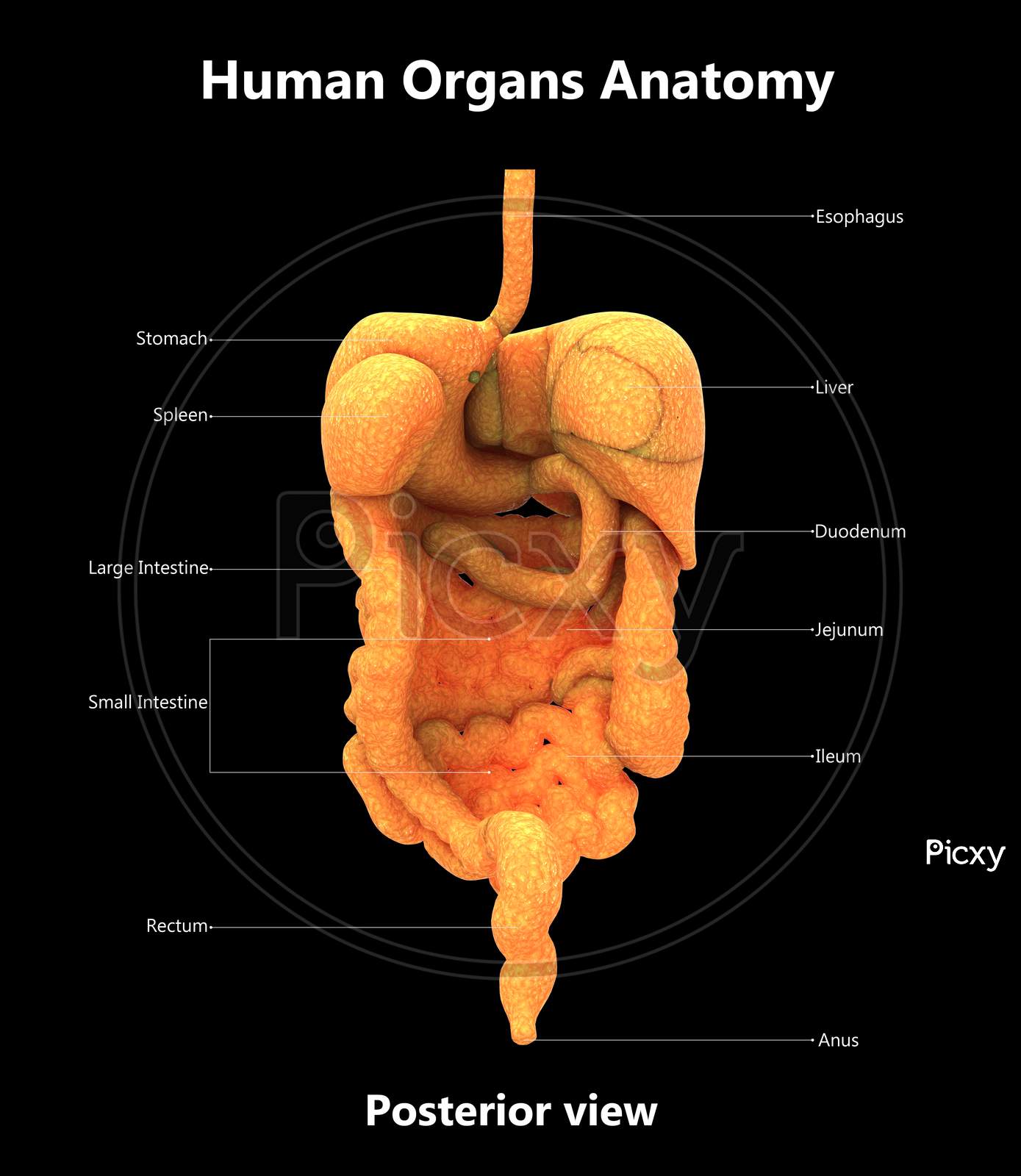 internal organs diagram back view