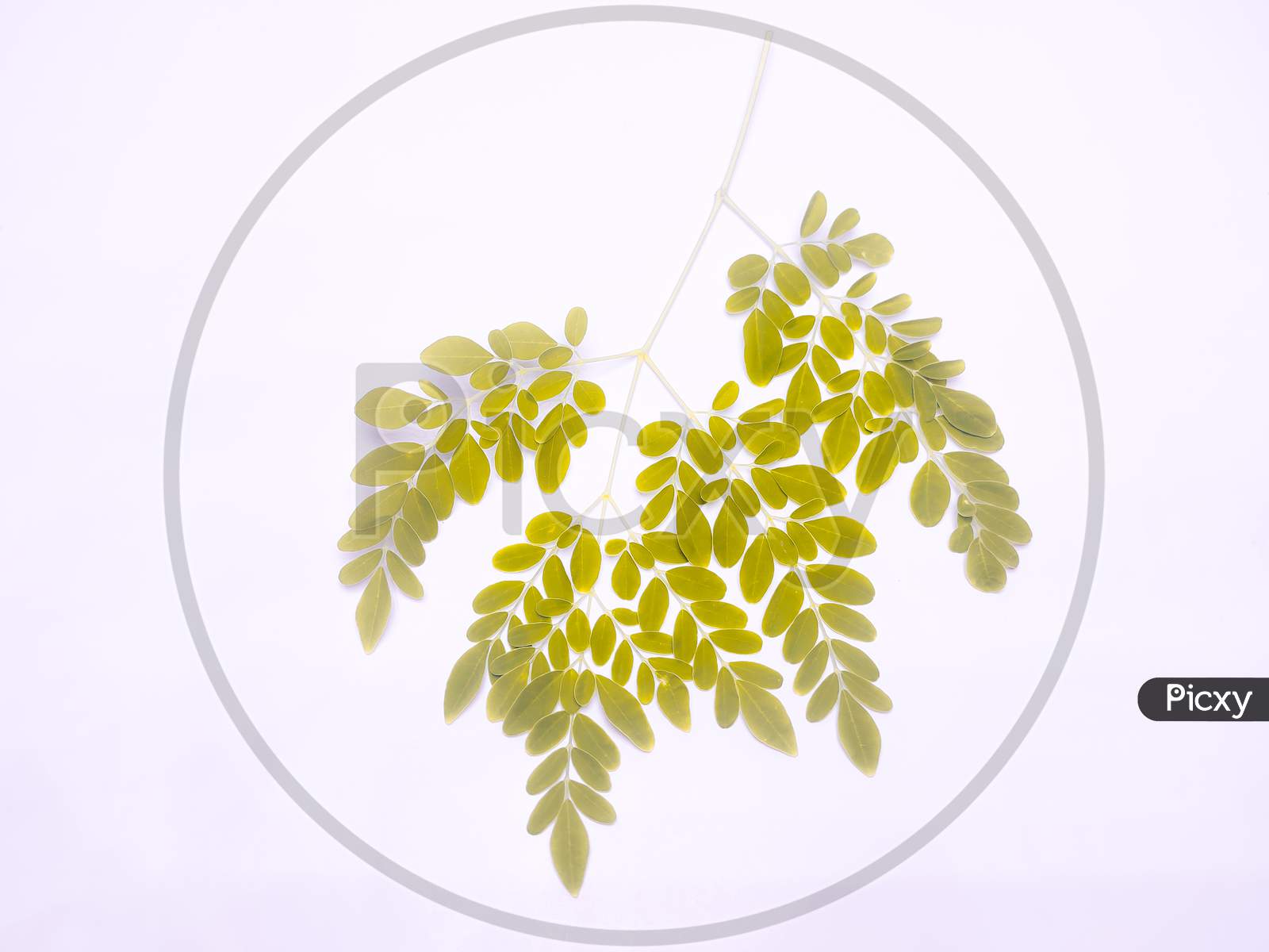 Yellow Leaves With Multiple Branches Focus At Center With Blurred And Isolated White Background