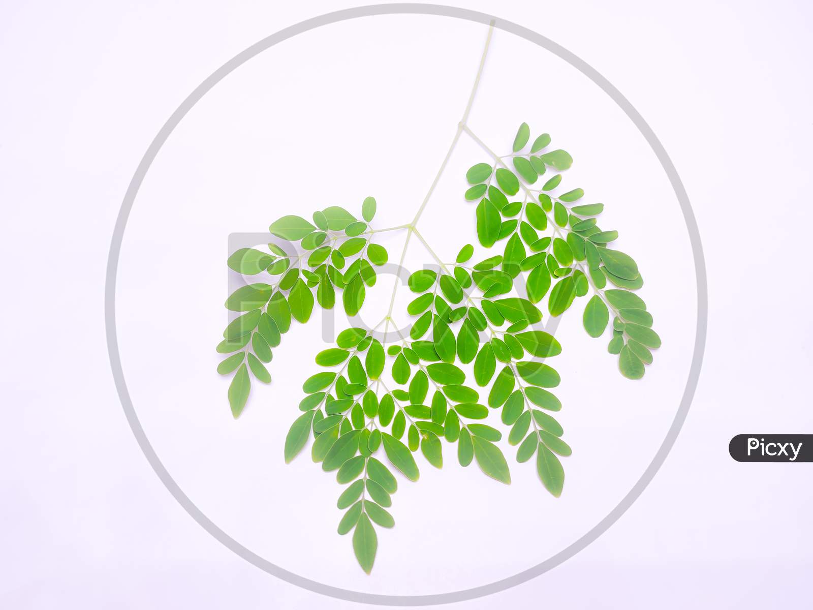 Green Leaves With Multiple Branches Focus At Center With Blurred And Isolated White Background