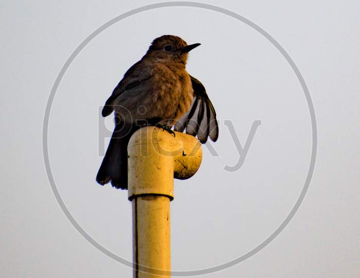 Brown rock chat sitting on pipe