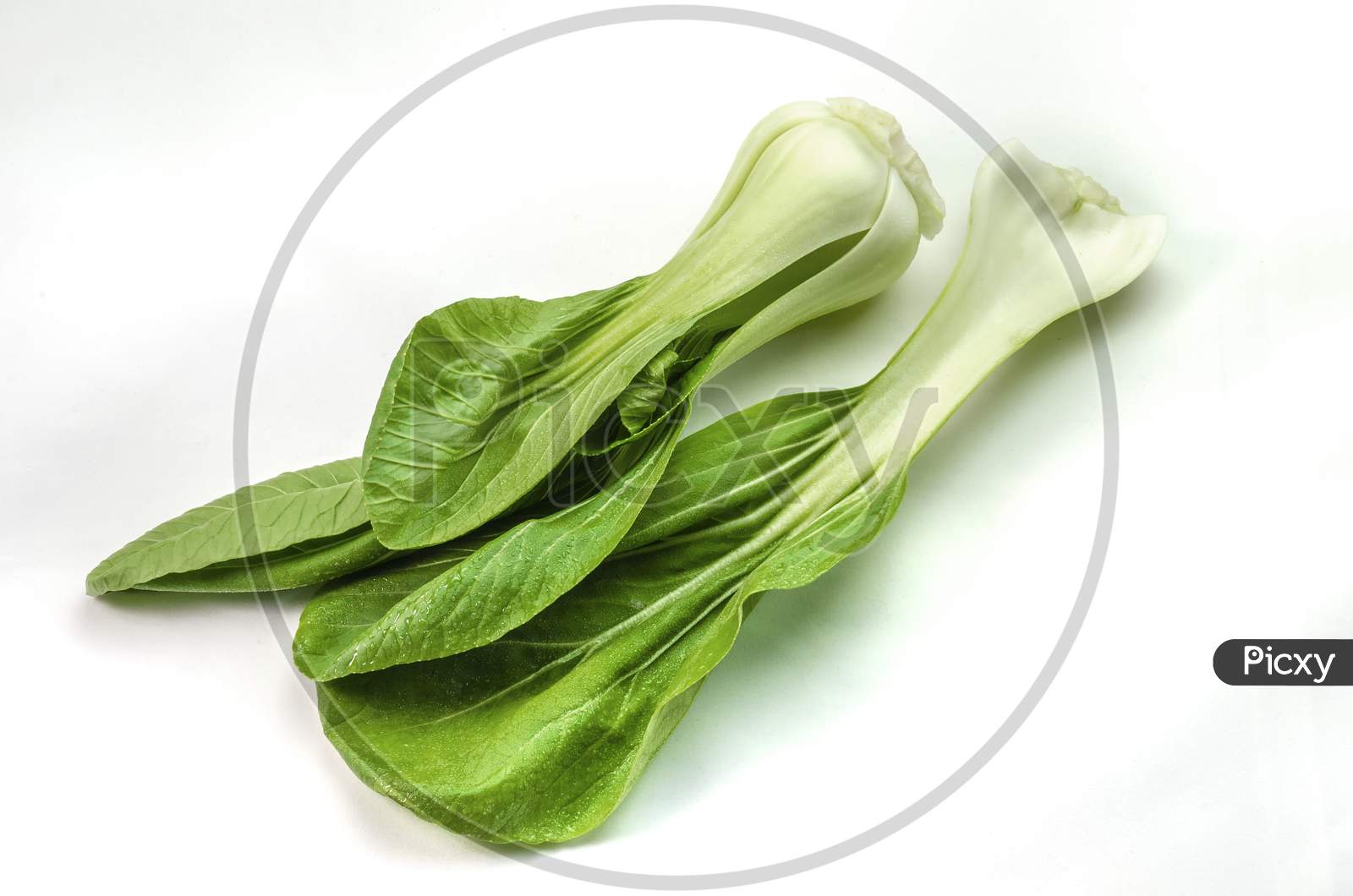 Two Pak choi or Chinese cabbage side by side on a white background.
