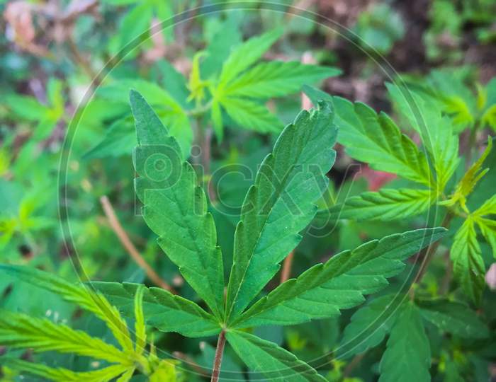 Nainital/India - May 8, 2020: green weed plant on a nainital forest