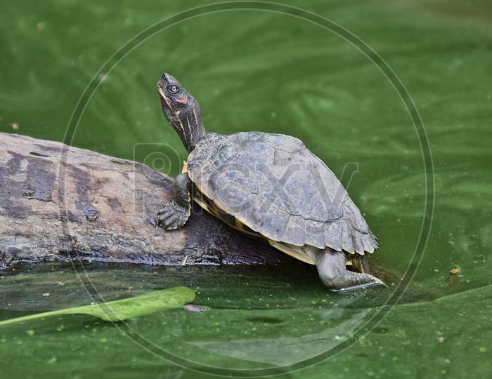 Turtle Basking In The Morning Sun At Assam State Zoo Cum Botanical Garden In Guwahati