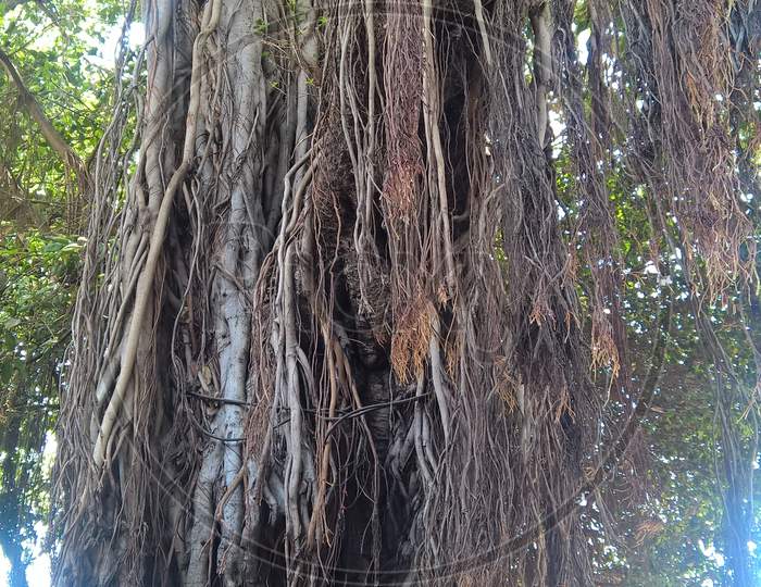 Banyan tree in a temple of India
