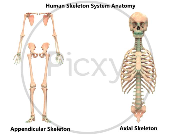 Human Skeleton System Appendicular and Axial Skeleton Anatomy Anterior View