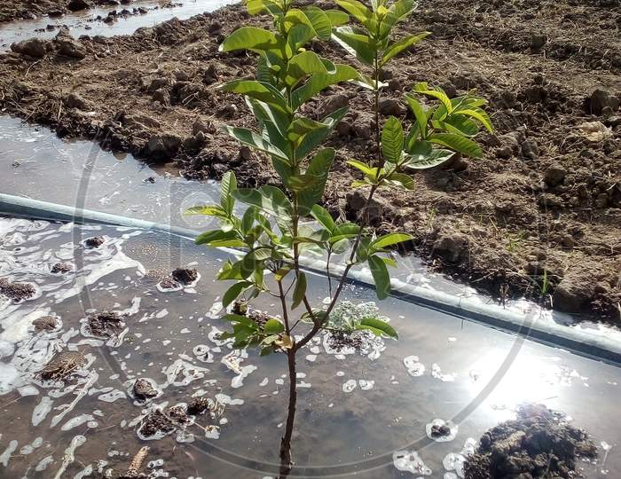 Giving water to a guava tree