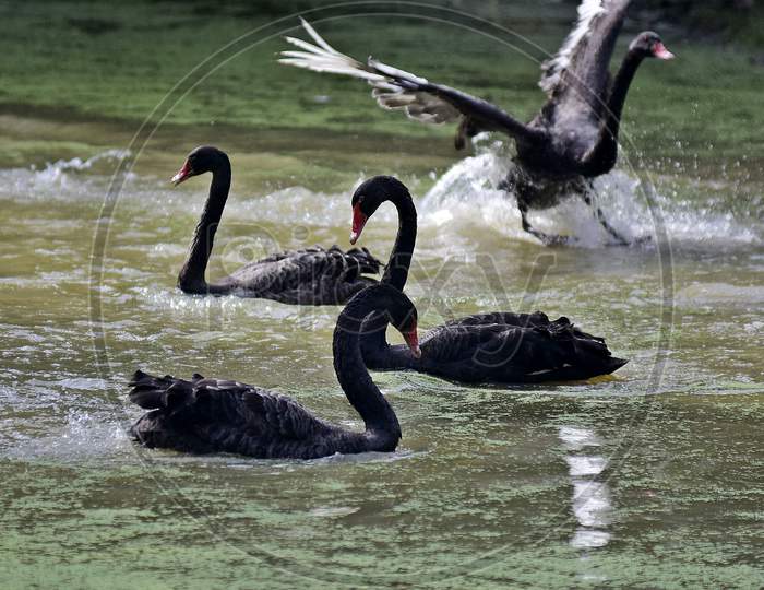 Black Swans  Swim In A Pond At Assam State Zoo ,Guwahati