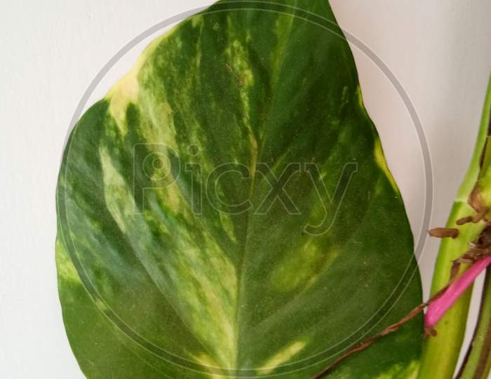 Money plant leaf
