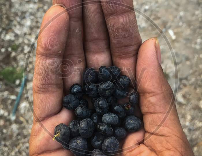 Nainital/India - May 8, 2020: blueberries in a hand, natural fruit in nainital forest
