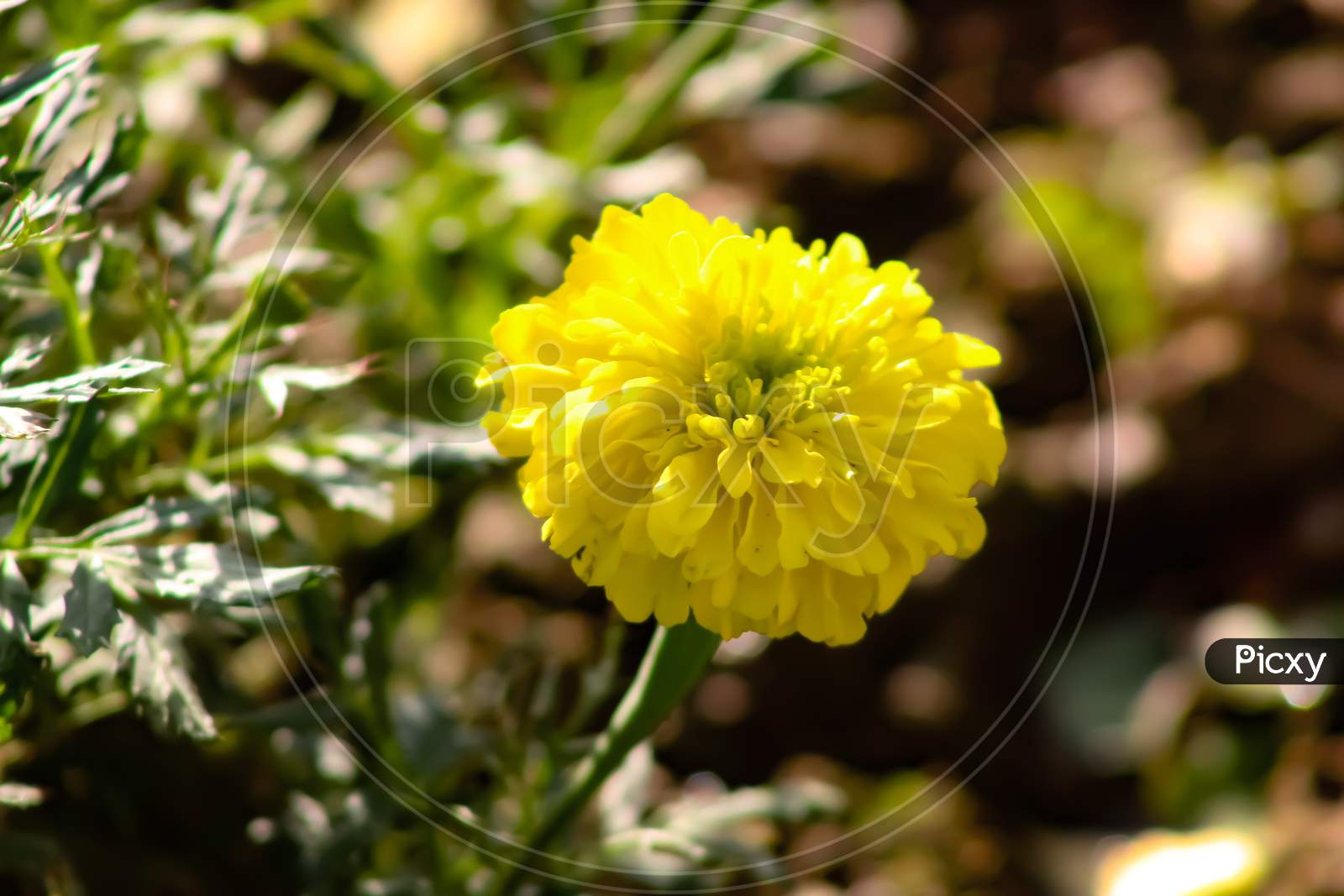 A decent yellow flower